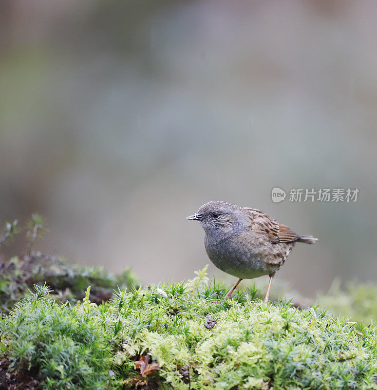 Dunnock (Pruella modularis)进食